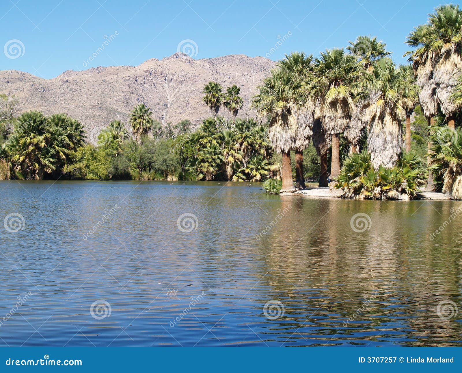 Lakeside in Arizona desert stock image. Image of palm 3707257