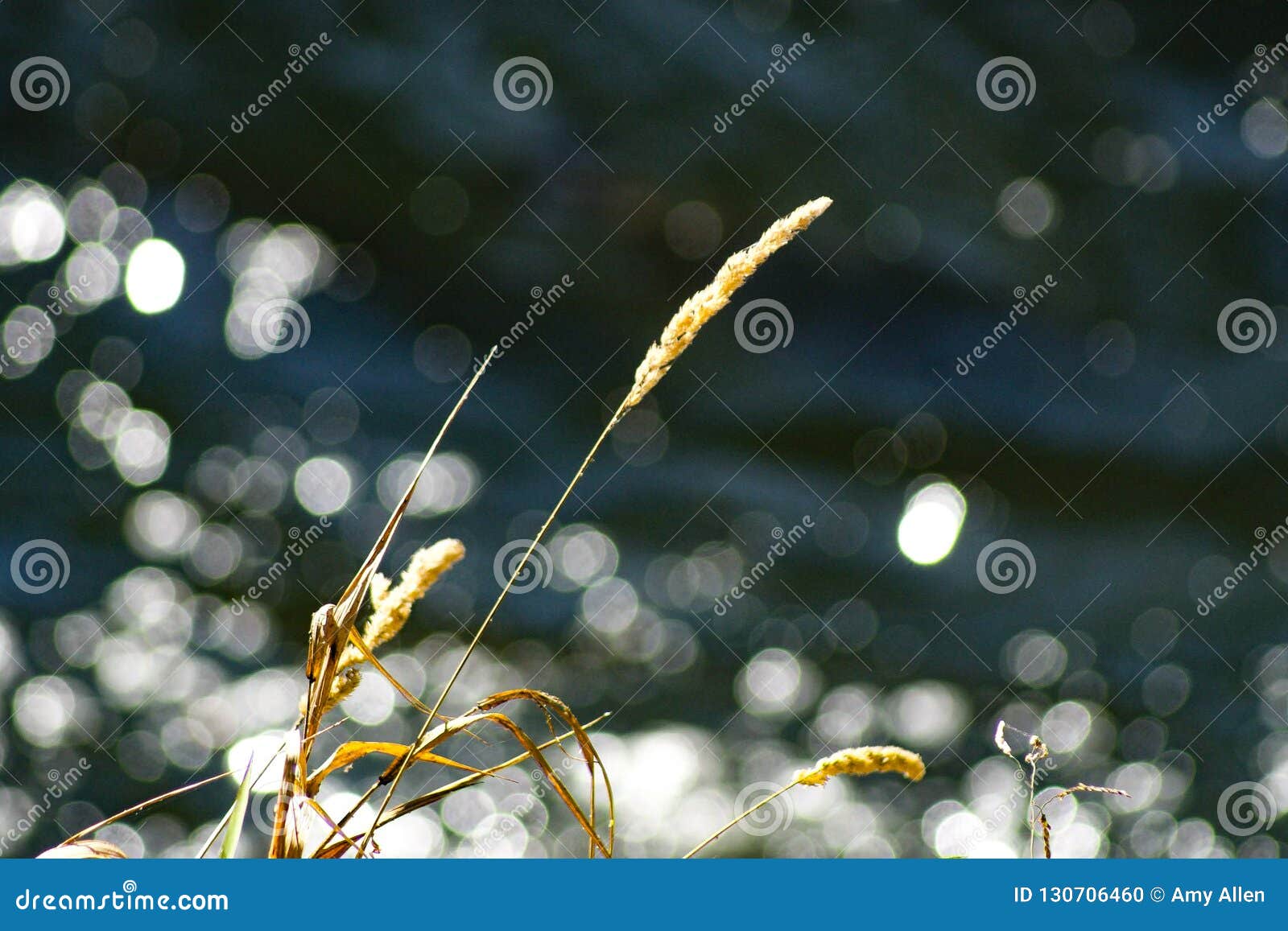 Lakeside stock photo. Image of forest, edge, grass, lake 130706460