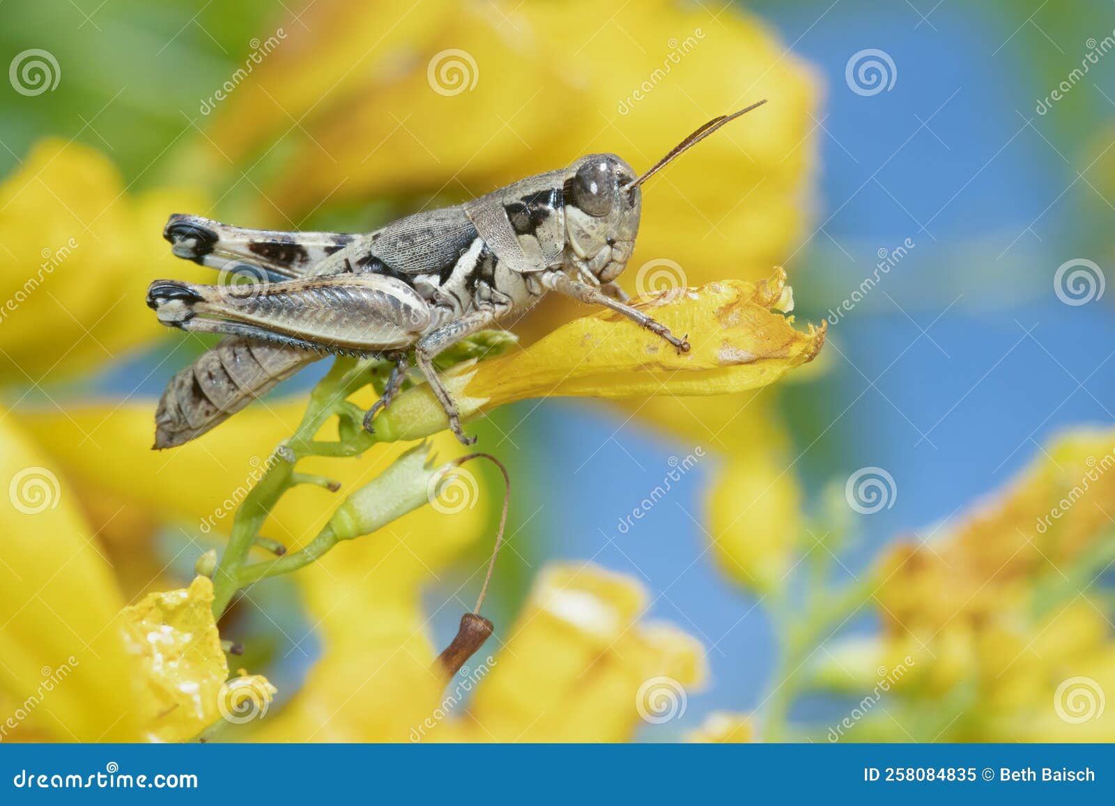 lakin grasshopper feeding on flowering esperanza