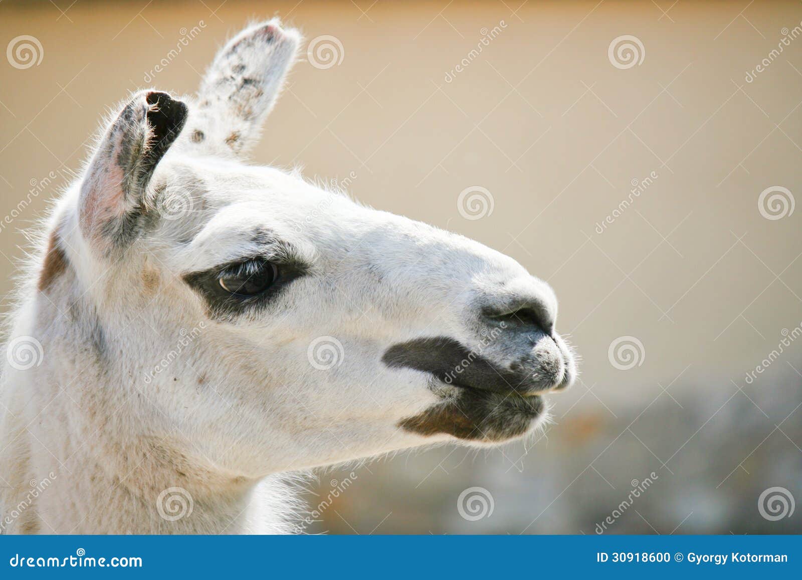 Lama stock foto Afbeelding bestaande uit sinaasappel 