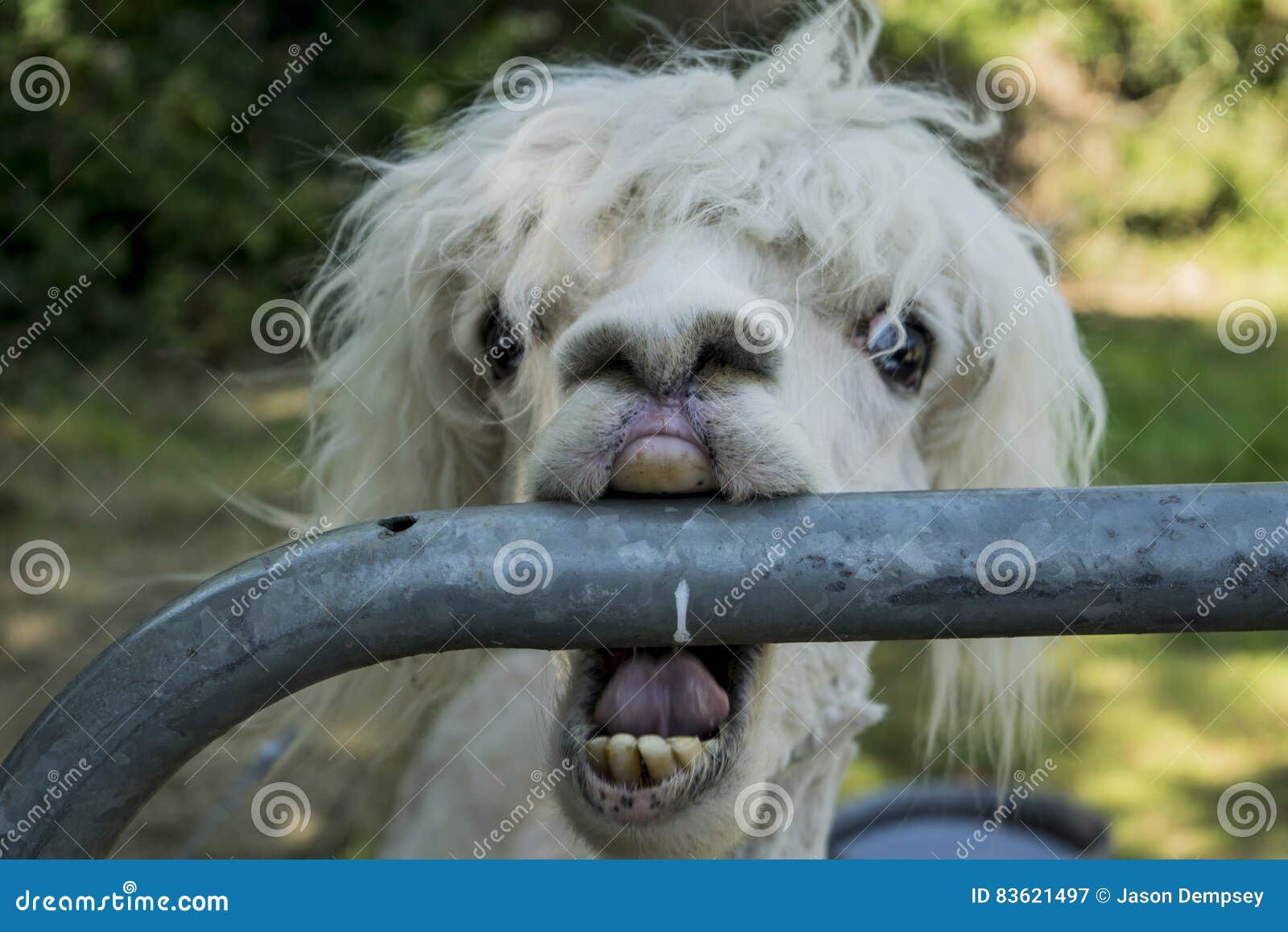 Lama stockbild. Bild von nave, bauernhof, gesicht, lustig - 83621497