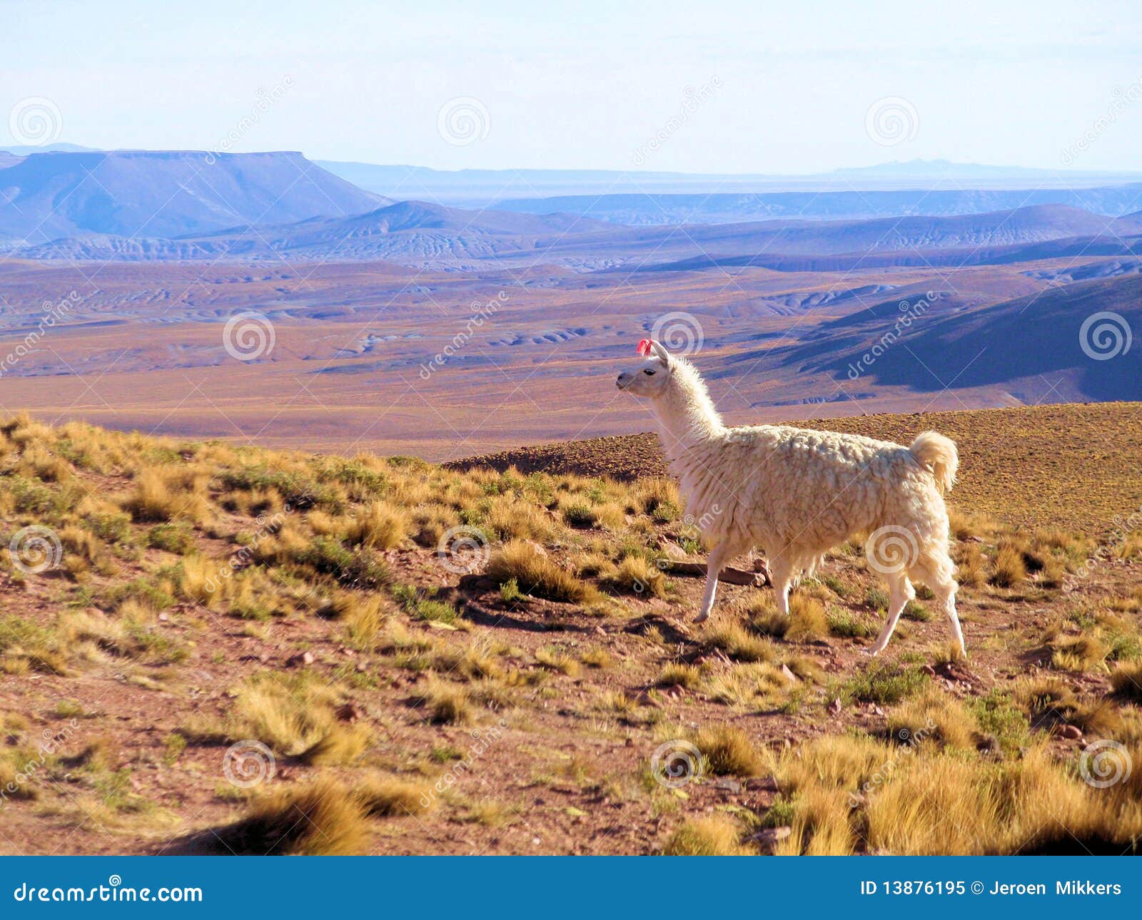lama on the altiplano