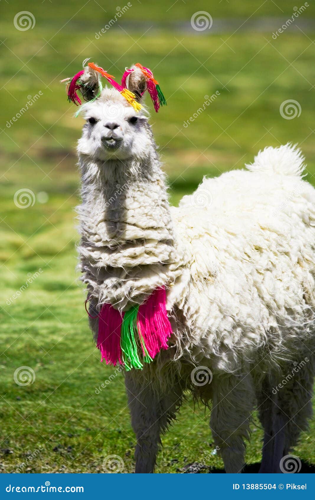 Llama, Bolívia foto de stock. Imagem de cursos, wildlife - 13885504, image size:1067x1690