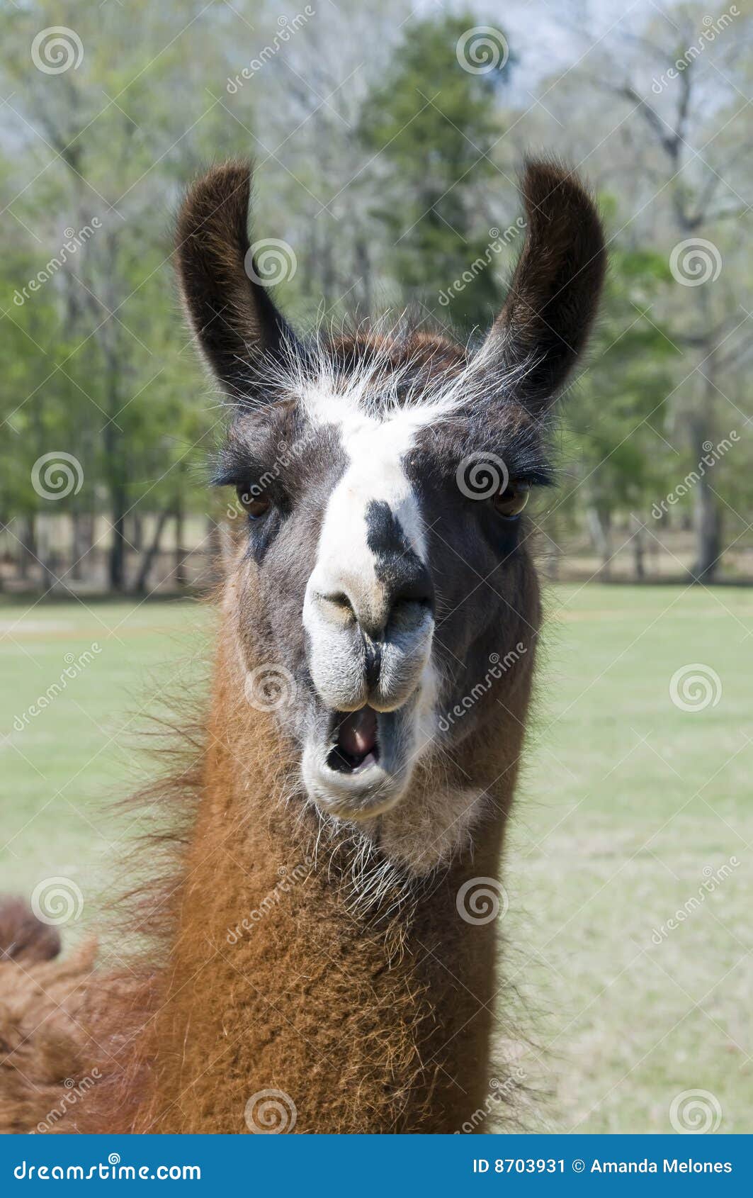 Lhama de boca aberta imagem de stock. Imagem de fofofo - 8703931, image size:1063x1690