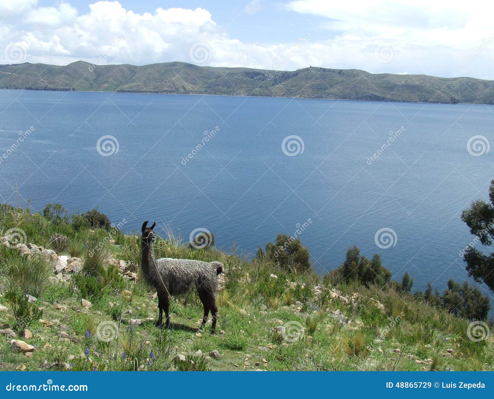 Lama dal lago. Ciò un lama che sta davanti al Titicaca sul del Luna di isla È un chiaro bello giorno