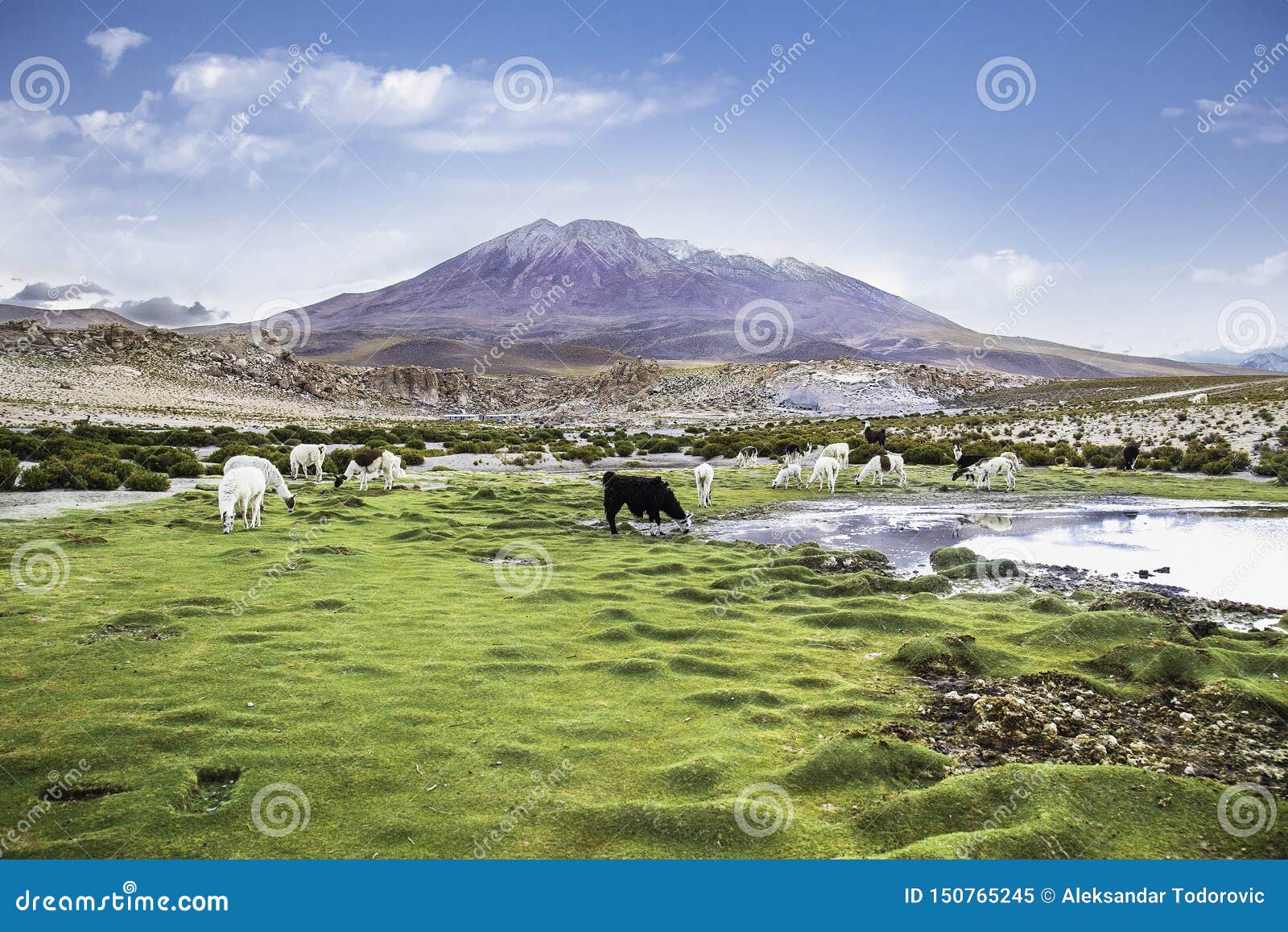 lama in eduardo avaroa national park, bolivia