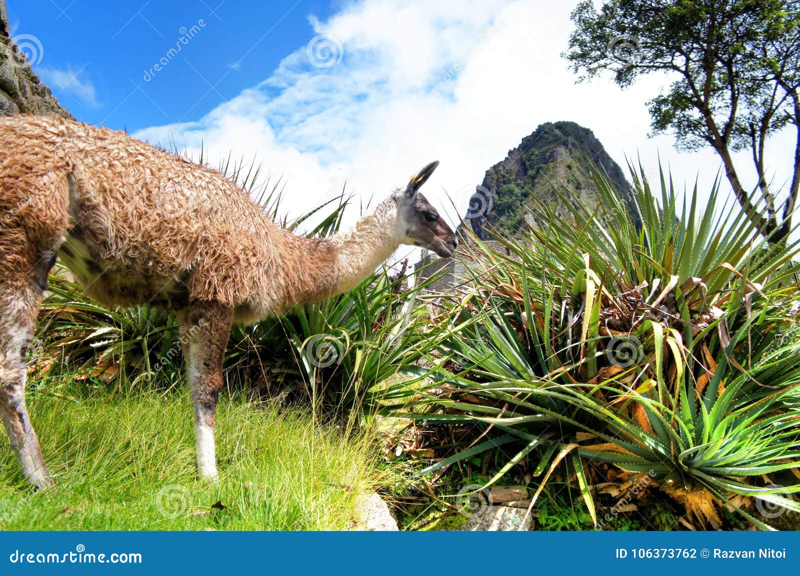 Lama em Machu Picchu com mandioca e montanha. Lama de Machu Picchu que come a grama, com plantas da mandioca, uma árvore e a montanha no fundo