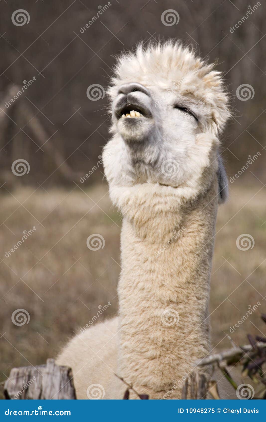Lhama Divertida imagem de stock. Imagem de alpaca, sorriso - 10948275, image size:1067x1690