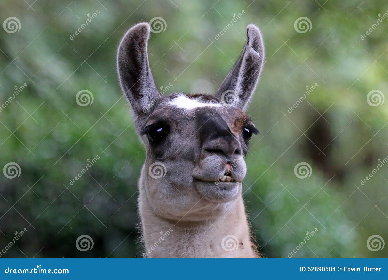 A Lama with a green background