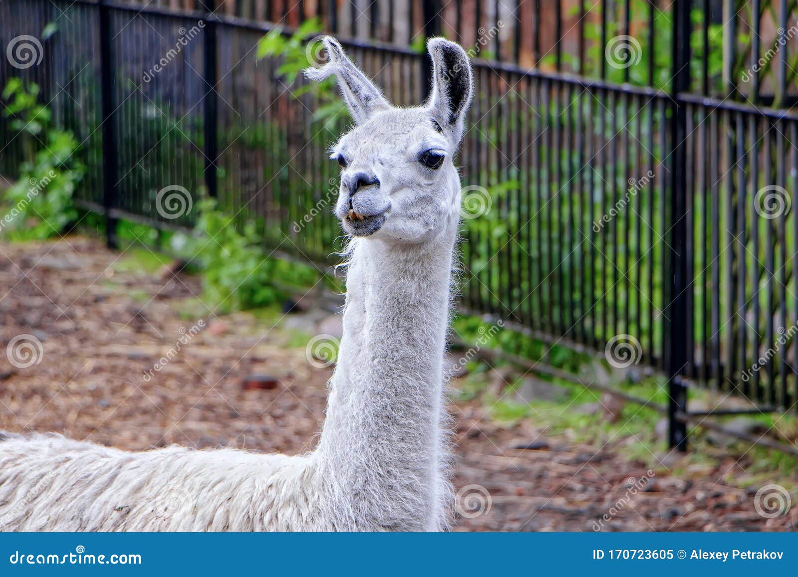 Lama with a Long Neck on the Background of the Fence in the Zoo Stock Image  - Image of zoological, fauna: 170723605