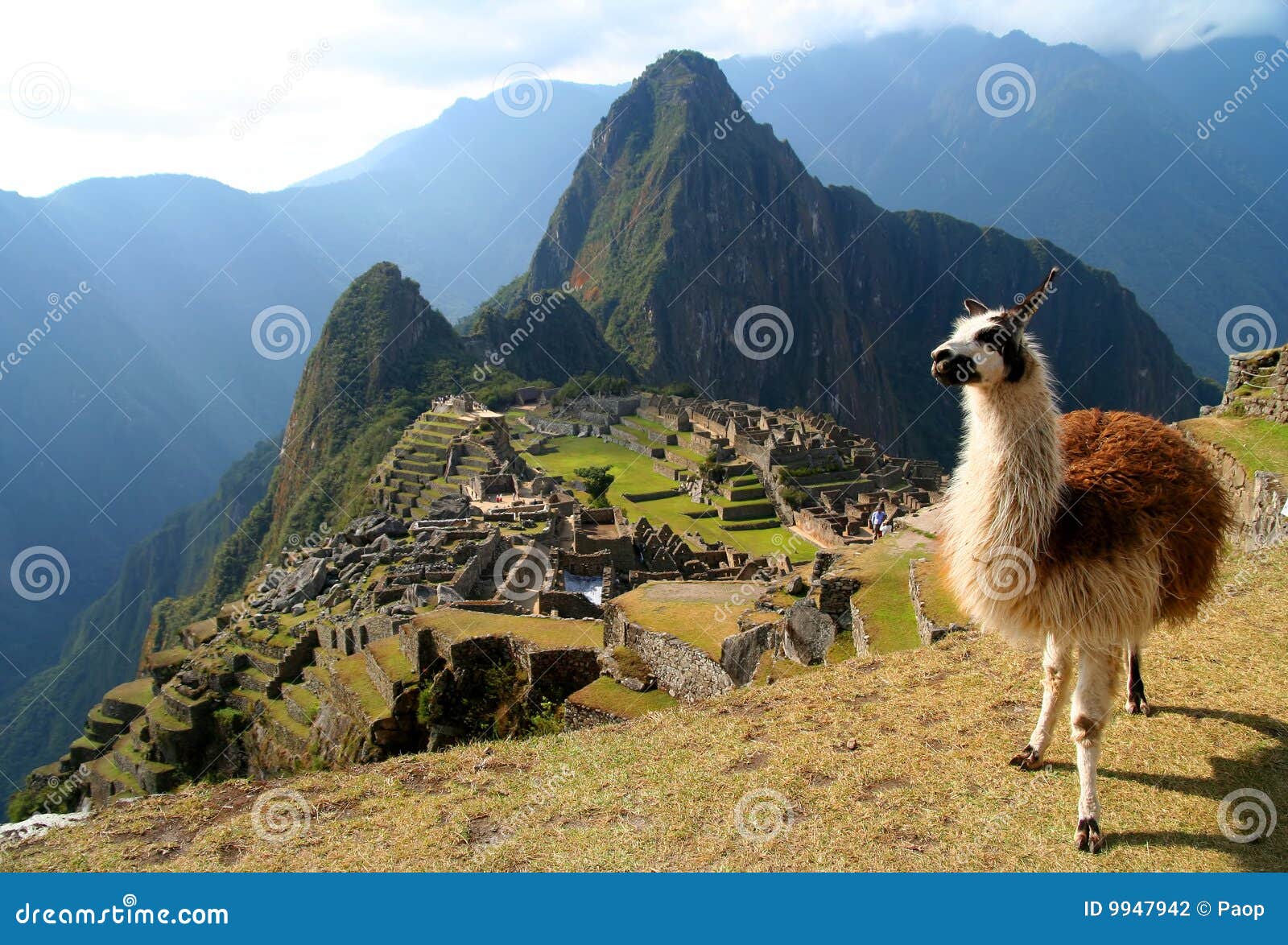 lama and machu picchu