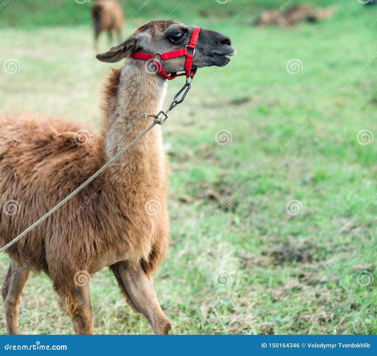 verkenner Neem de telefoon op Pastoor Lama Met Bruine Wol Op Natuurlijke Achtergrond, Dierentuin Stock Foto -  Image of hoofd, landschap: 150164346
