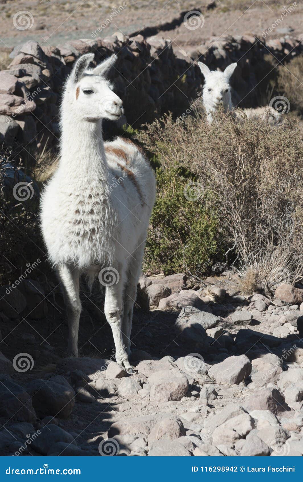 Lama nelle vicinanze del villaggio di Thaua - di Coquesa, Salar de Uyuni, Bolivia - Sudamerica