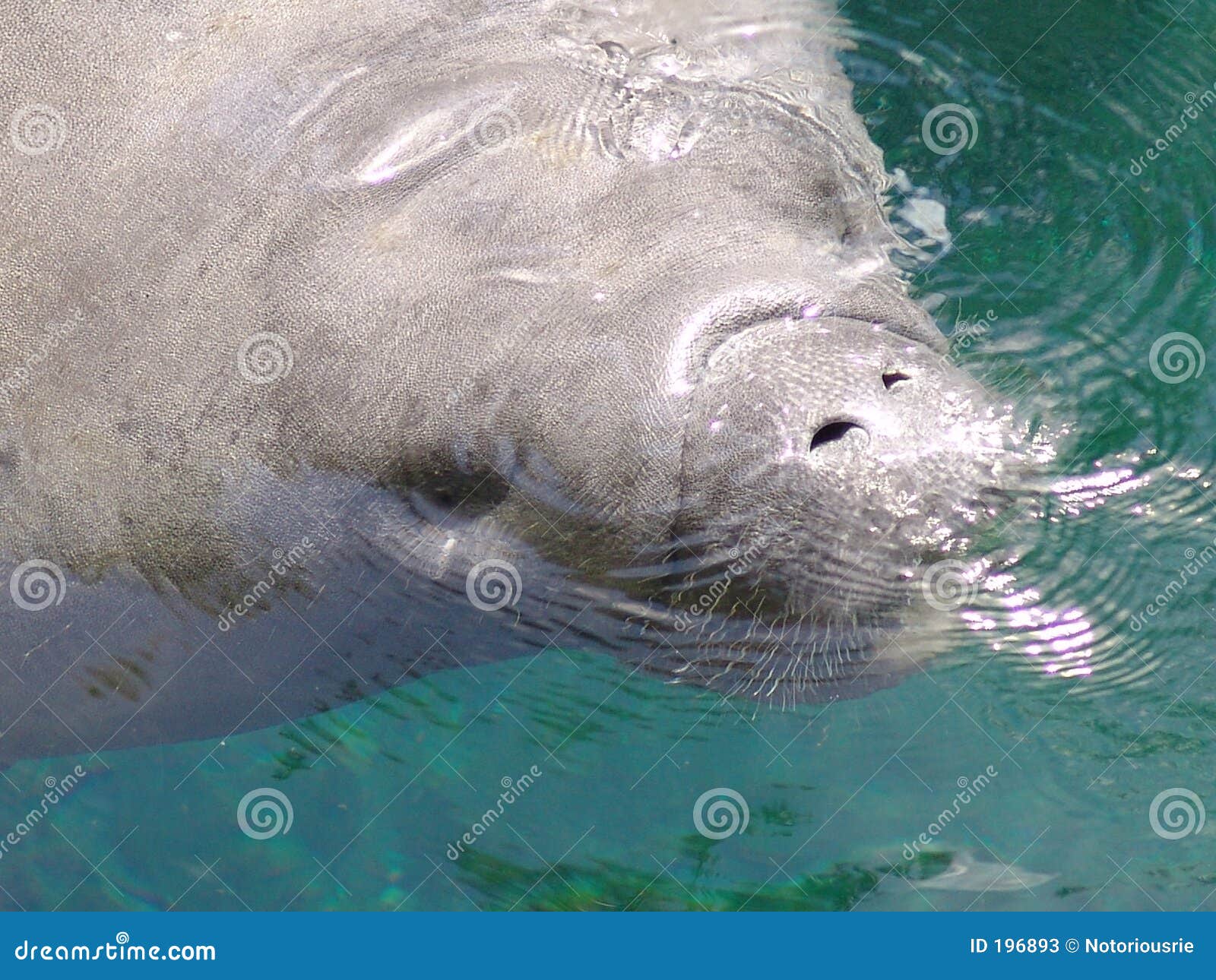 Lamantin Image Stock Image Du Vache Nature Mammifere 1963