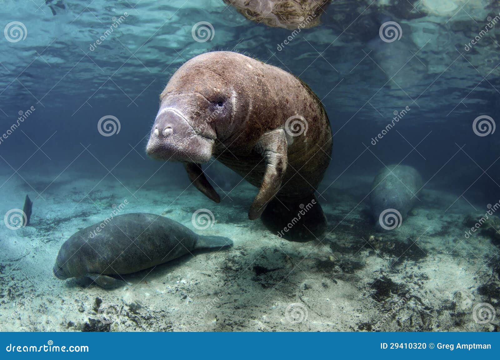 741 Lamantins Photos Libres De Droits Et Gratuites De Dreamstime