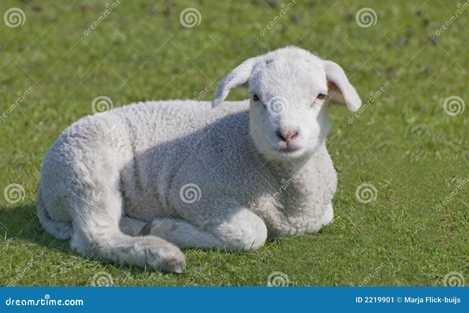 Lamb stock image. Image of farm, outside, animal, lamb 2219901