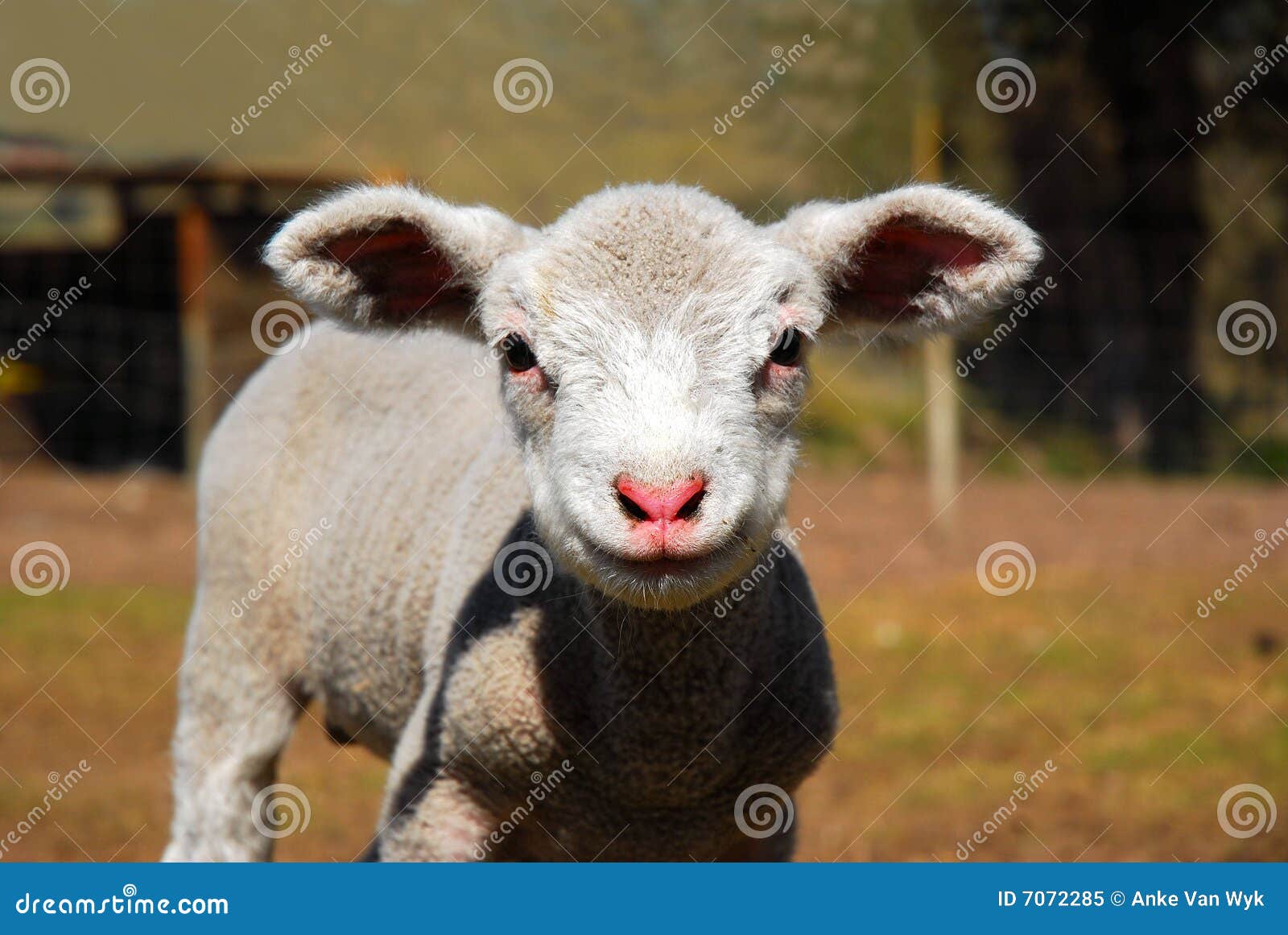 Lamb stock image. Image of cute, faces, horizontal, mammals 7072285