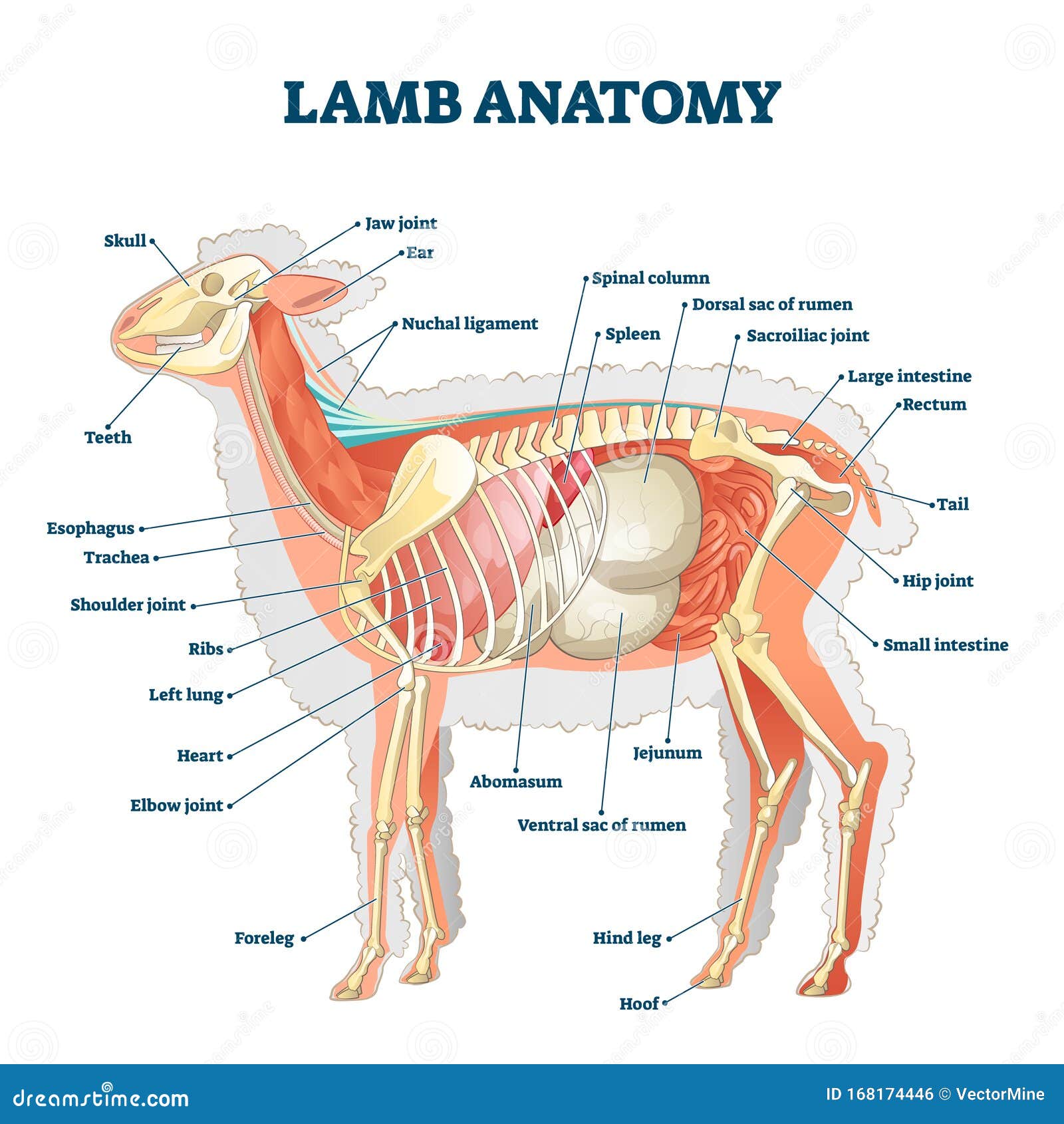 Lamb Anatomy Vector Illustration. Labeled Educational Inner Organ Structure Stock Vector - Illustration of inside, educational: 168174446 Lamb Anatomy Vector Illustration. Labeled Educational Inner Organ Structure Stock Vector - Illustration of inside, educational: 168174446