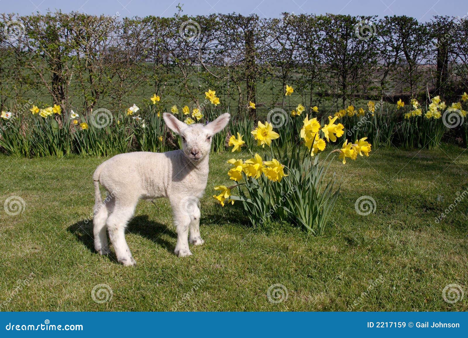 lamb in daffodils