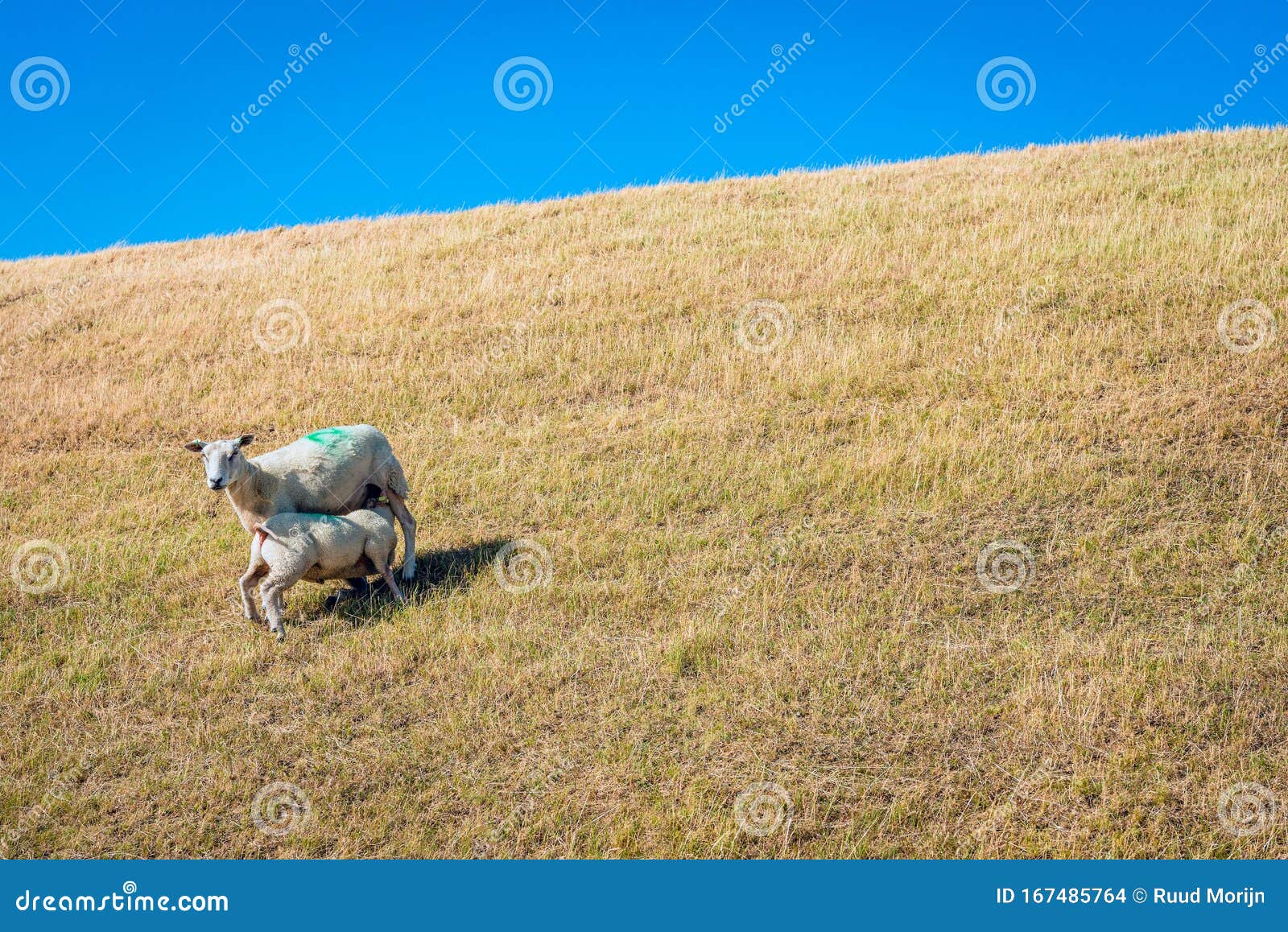 Lamb Drinks Milk from Its Mother Sheep Stock Photo - Image of grass ...