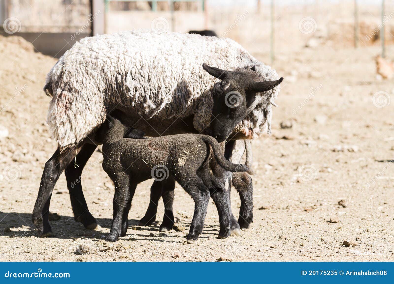 Lamb and ewe stock image. Image of livestock, animals 29175235
