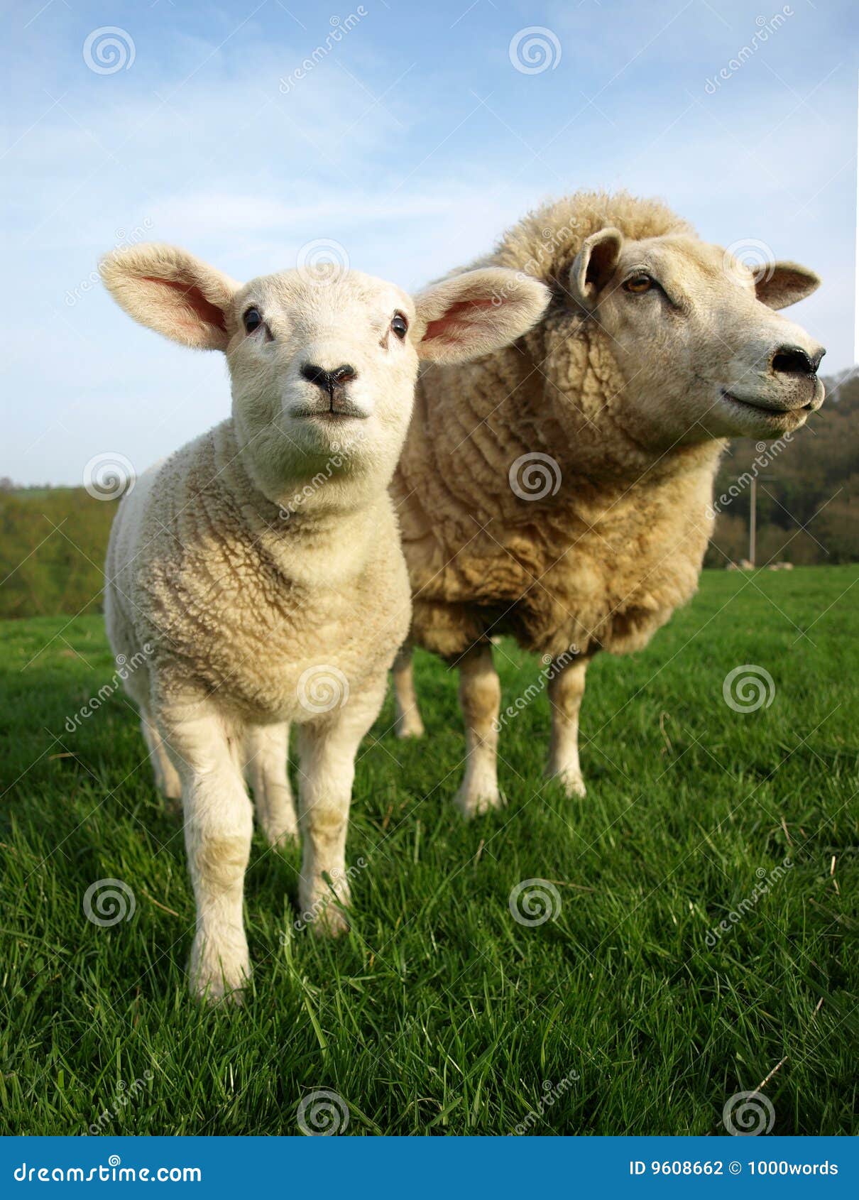 lamb and ewe