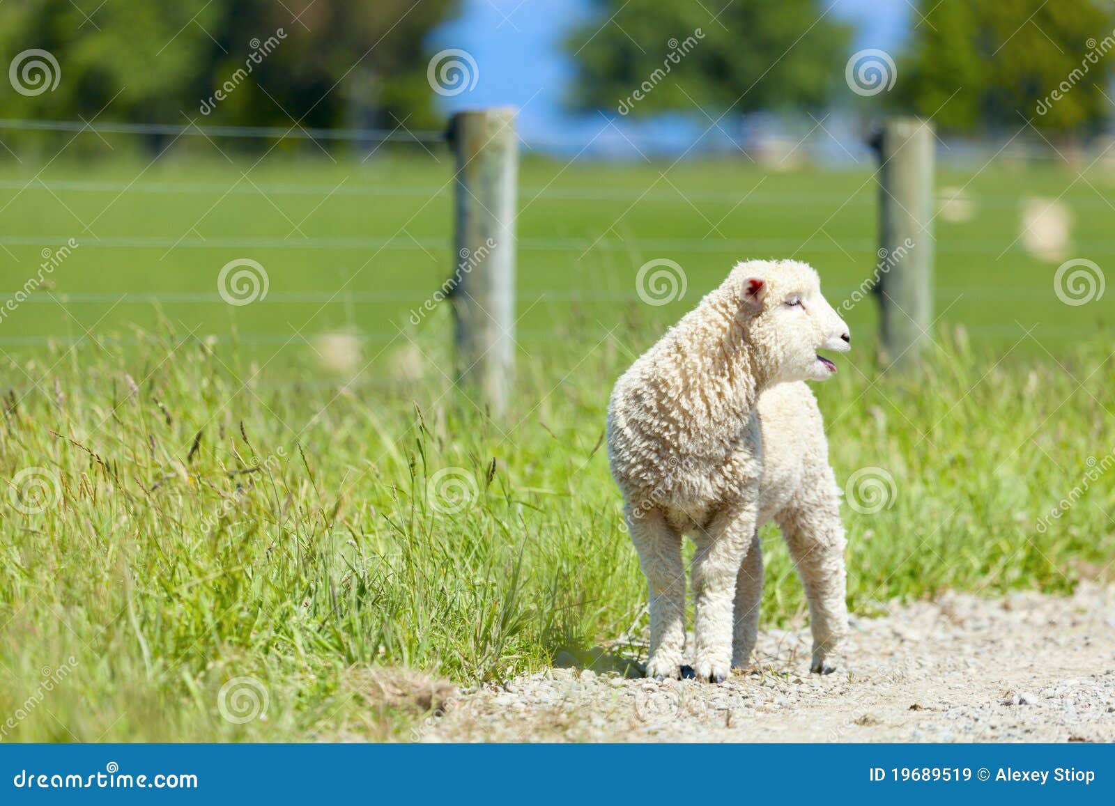 Lamb on the farm stock image. Image of countryside, land 19689519