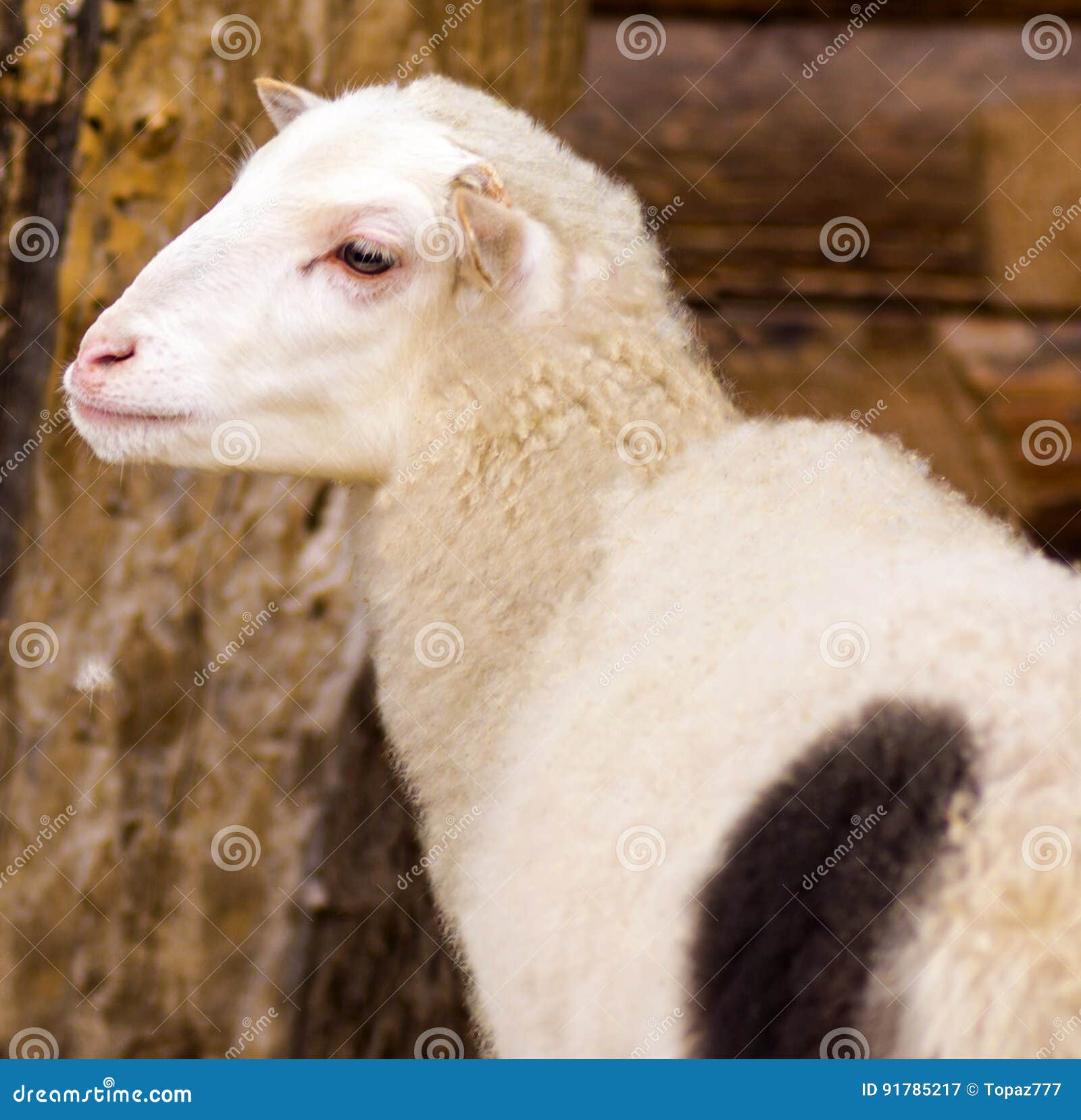 Lamb. Farm Animals Lamb. Animal Lamb Stock Image Image of sheep, baby