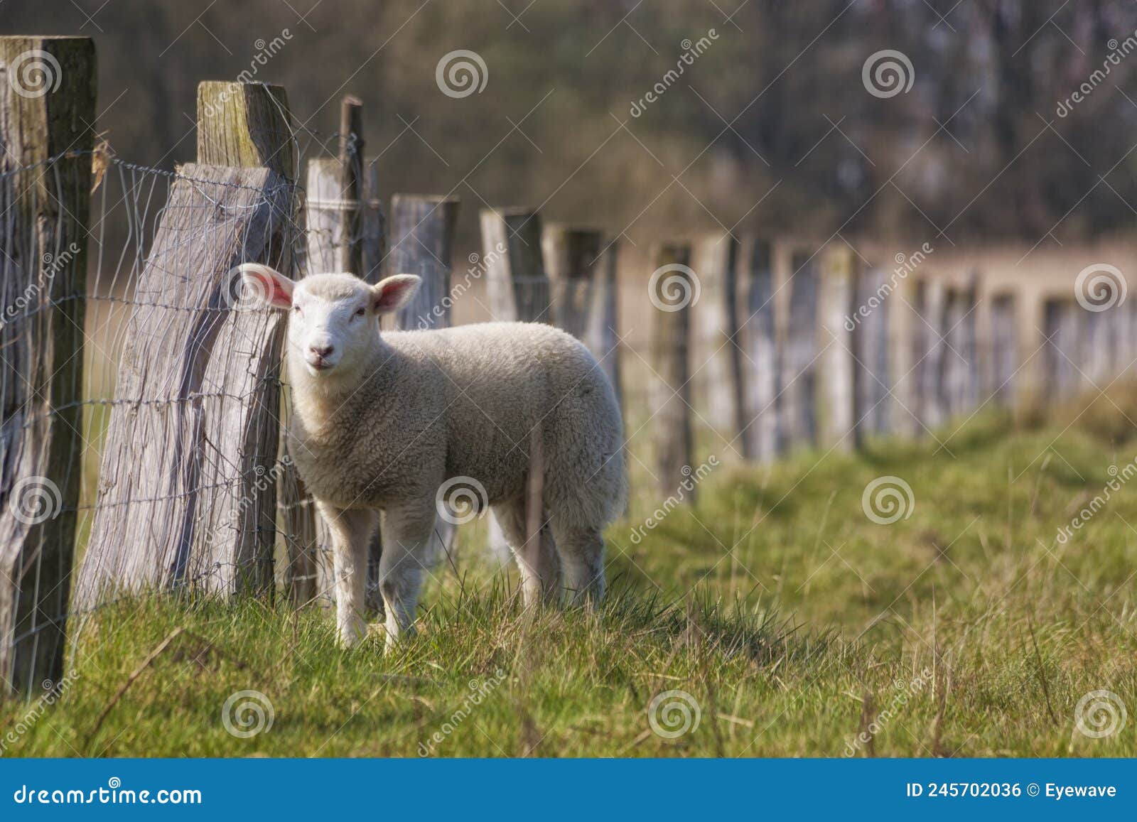 Lamb on a fenced meadow stock photo. Image of farm, lamb 245702036