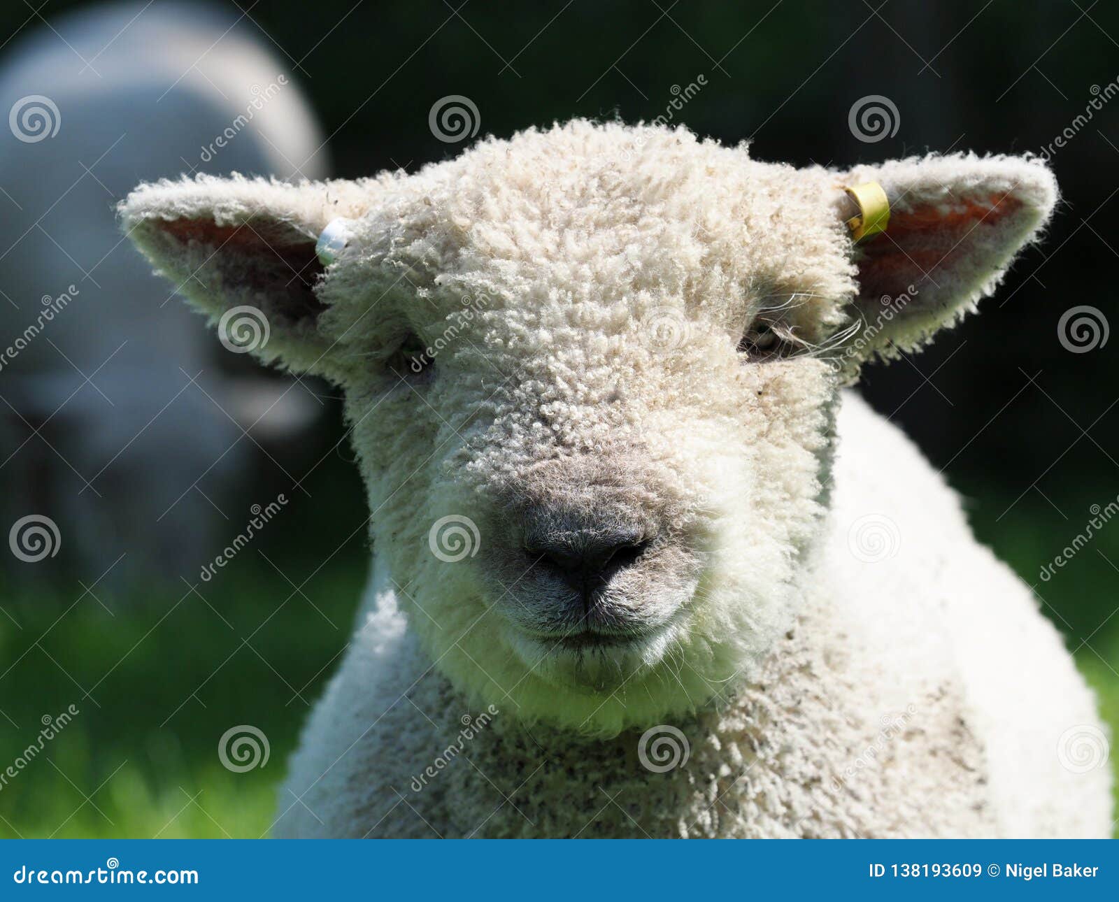 Lamb Headshot stock image. Image of agriculture, farm 138193609