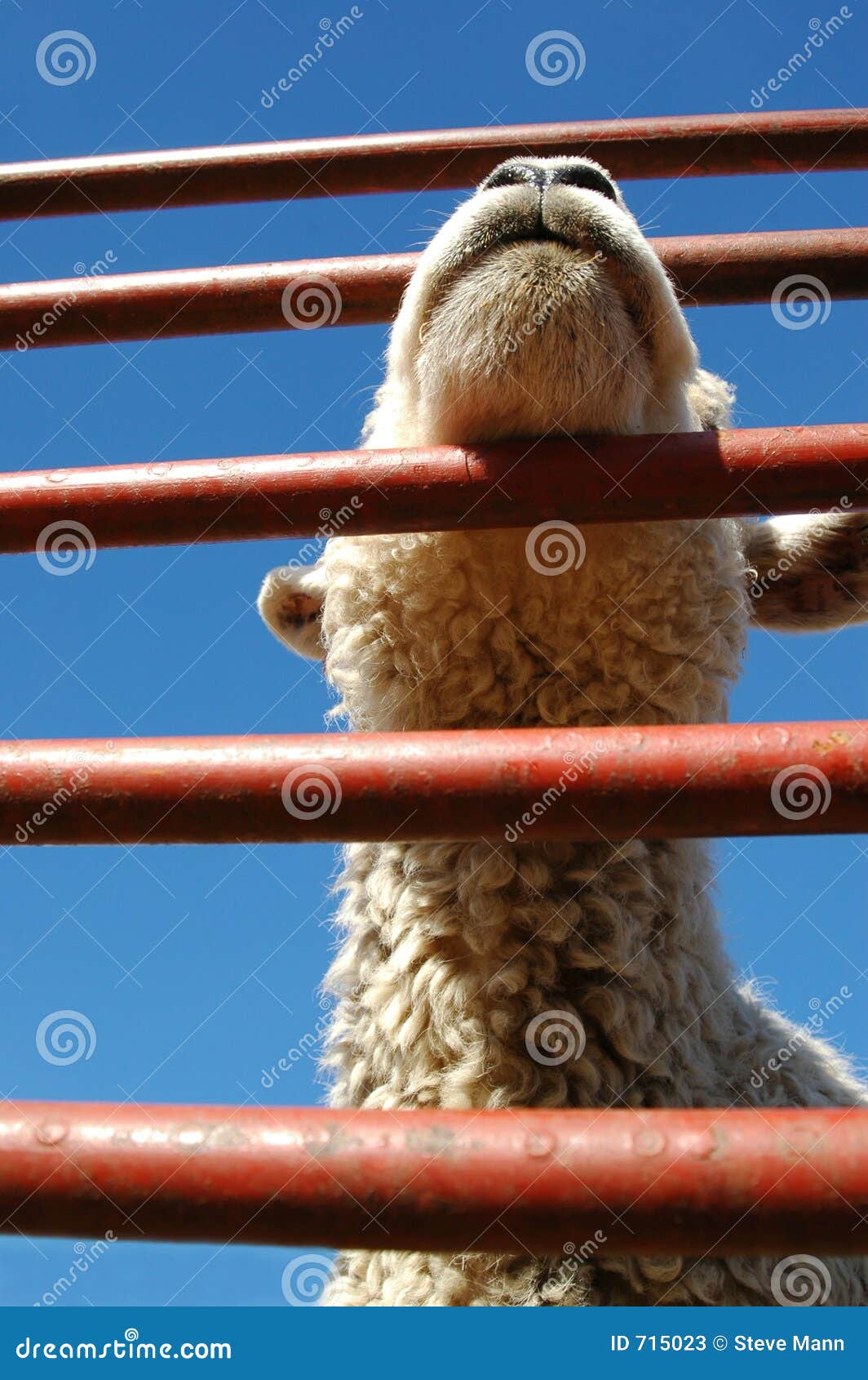 Lamb livestock stock image. Image of farms, agriculture 715023