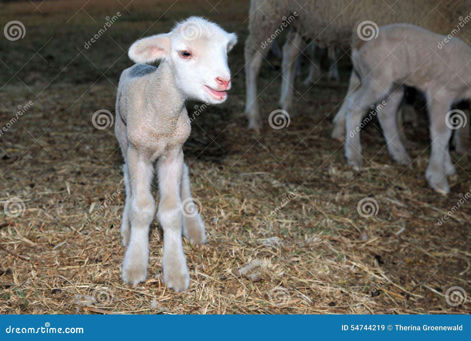 Lamb stock image. Image of farm, baby, mother, newborn 54744219