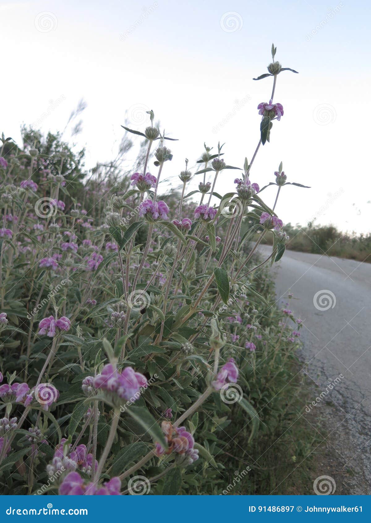 Lamb`s ear type weed stock image. Image of blossom, silver 91486897