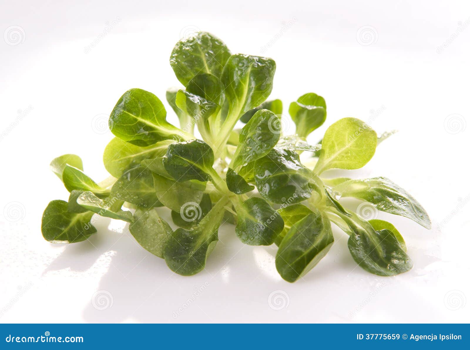 Lamb s lettuce stock image. Image of green, lettuce, white 37775659