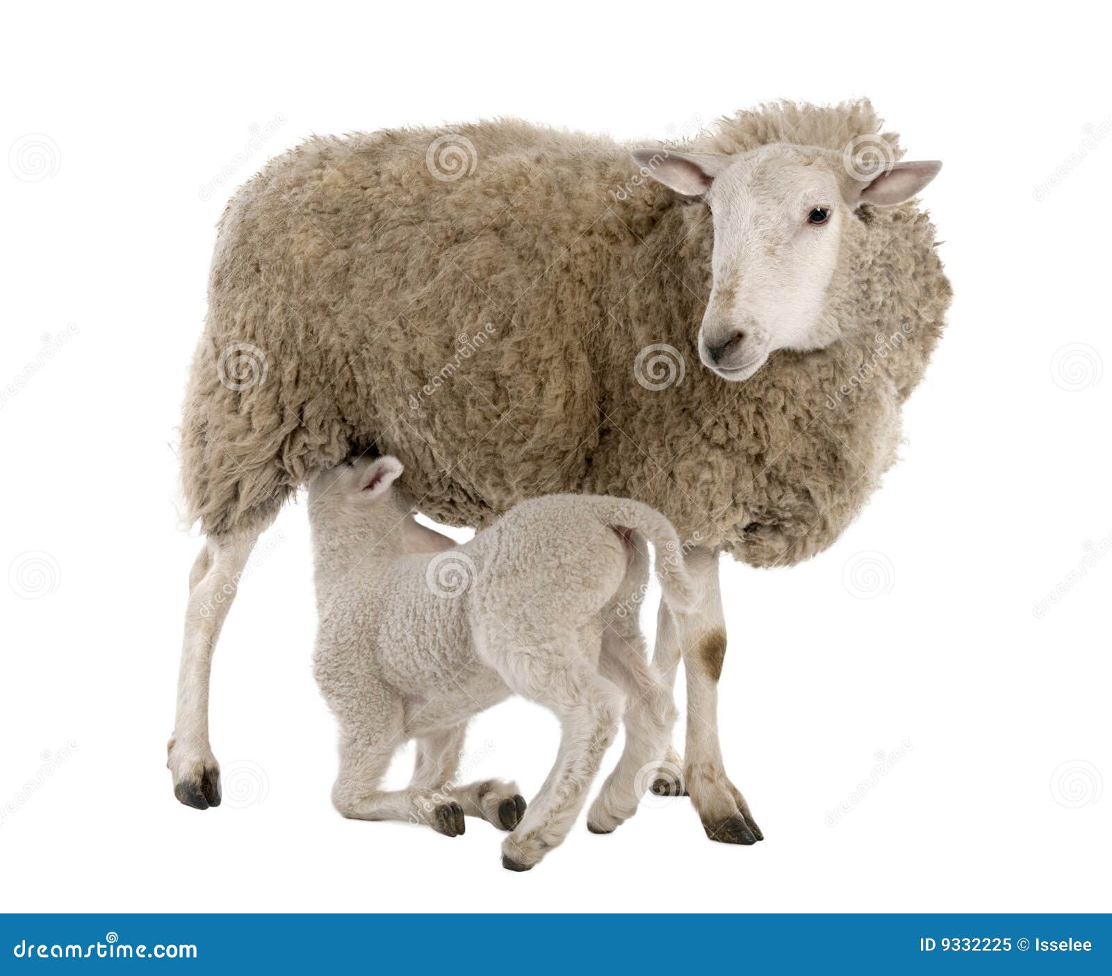 lamb suckling his mother (a ewe)