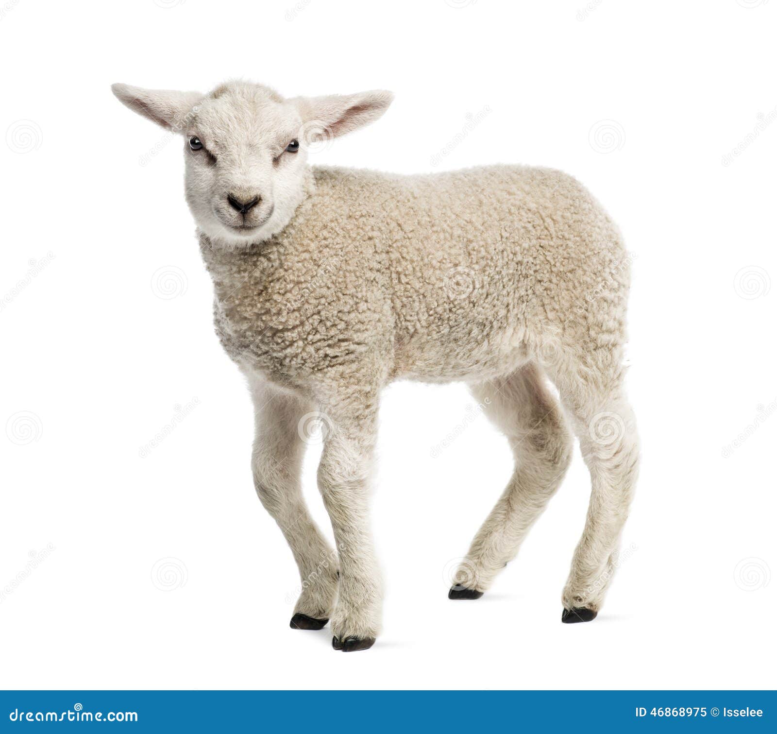 lamb (8 weeks old)