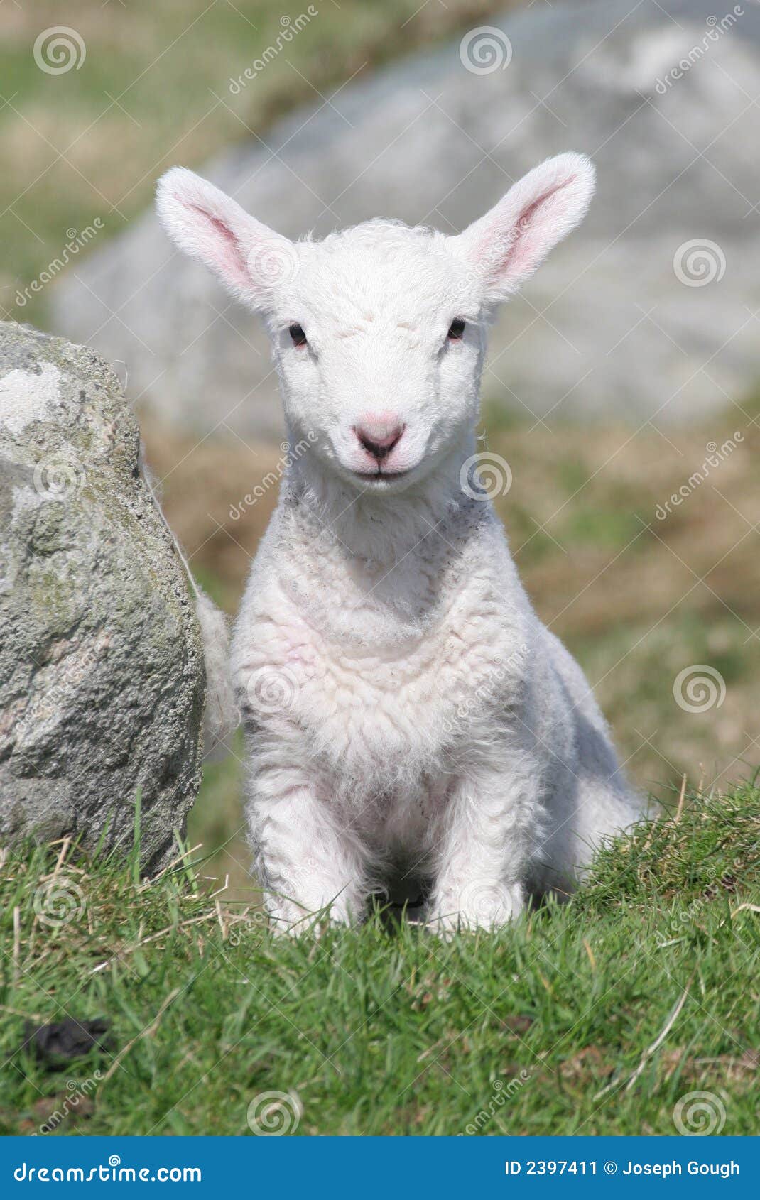 Lamb Young Baby in Grass Field Stock Image Image of agriculture, cute