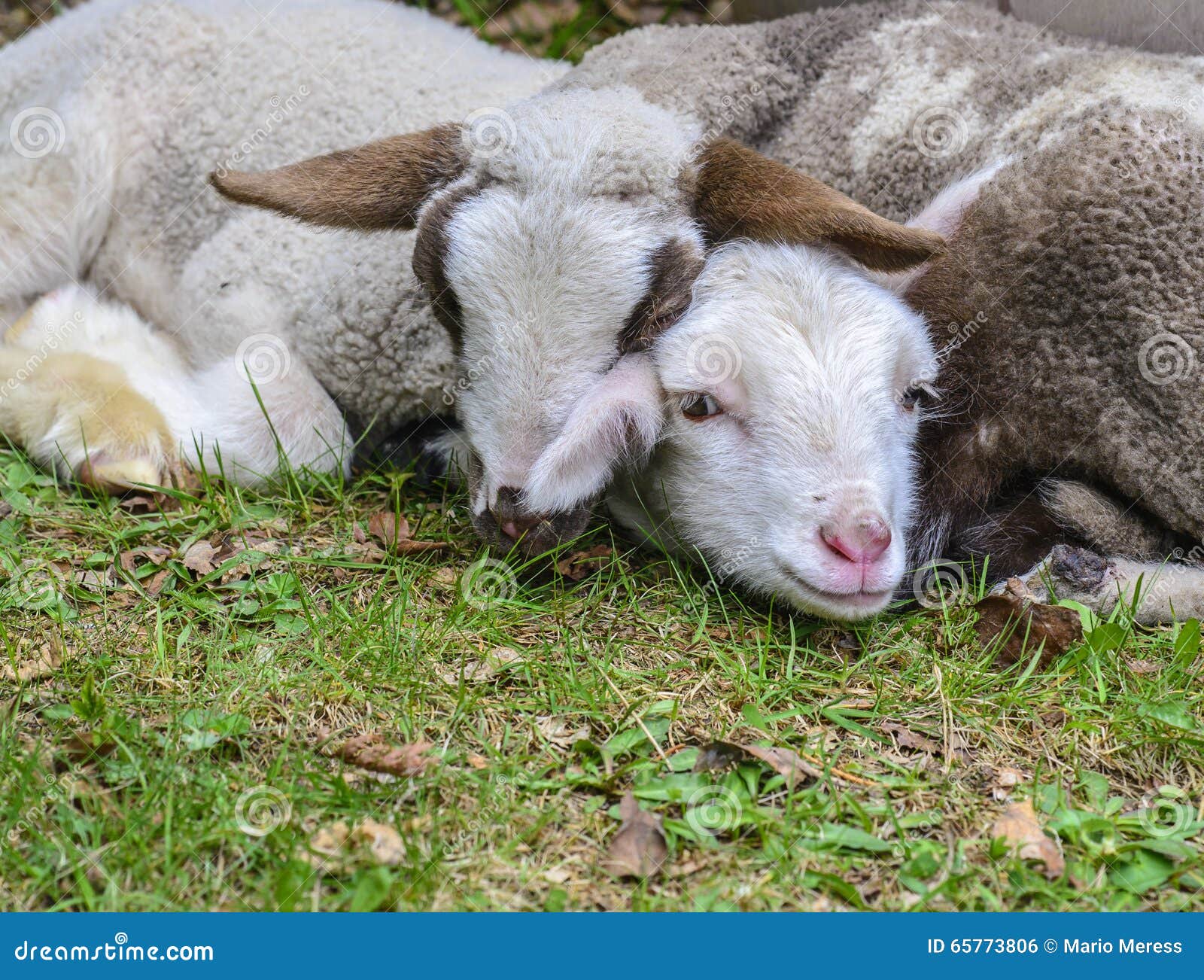 Lambs. Unga lamm som matar på gräs