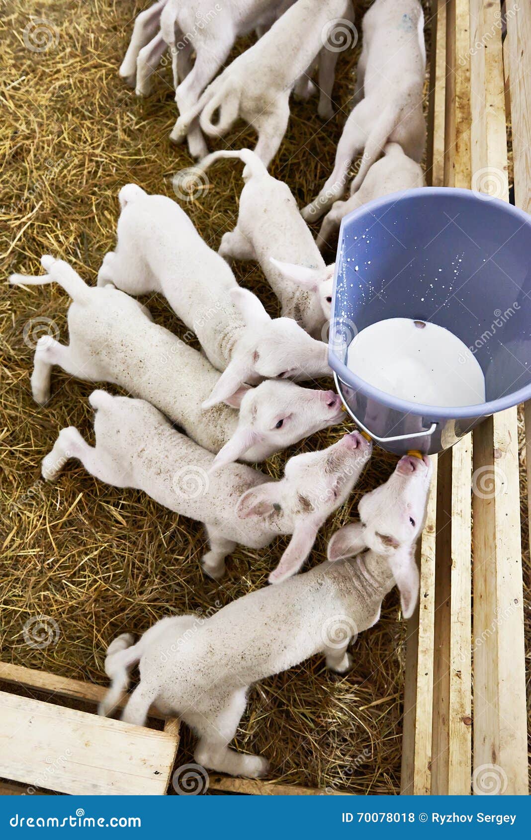 Lambs Drinking Milk from Bucket on Farm Stock Photo Image of natural