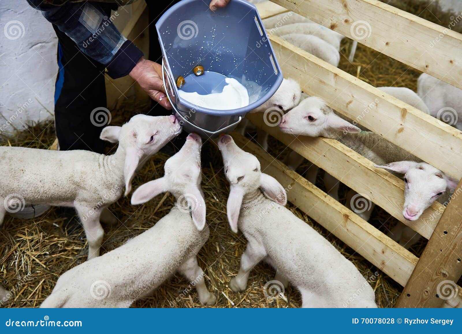 Lambs Drinking Milk from Bucket on Farm Stock Photo Image of animal
