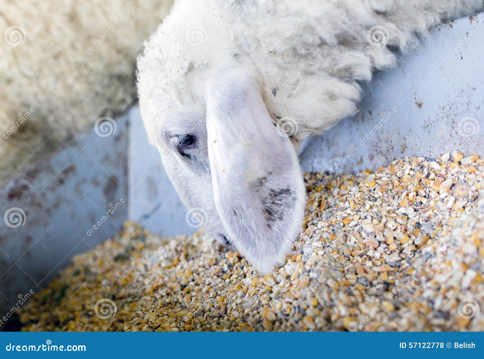 Lambs feeding in a farm stock photo. Image of wool, farmhouse 57122778