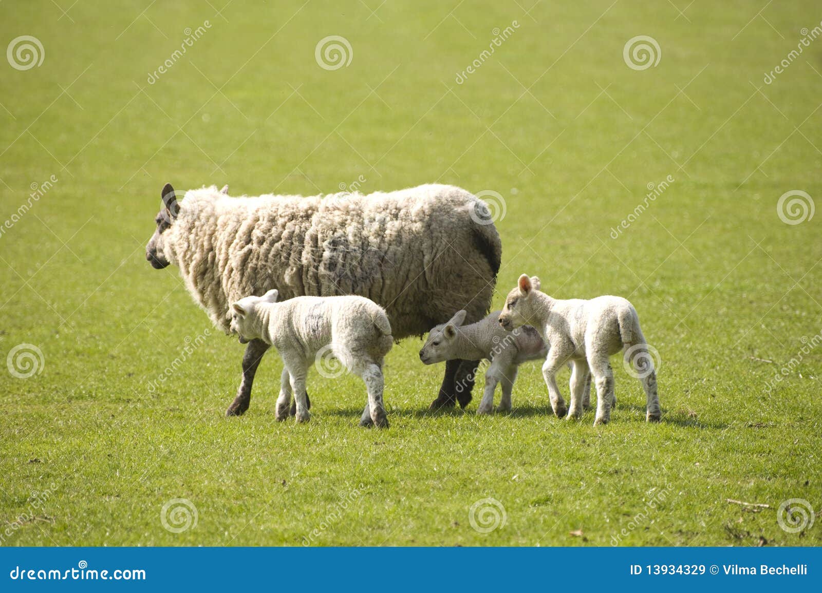 Lambs får. För lambsfår för gräs grönt gå