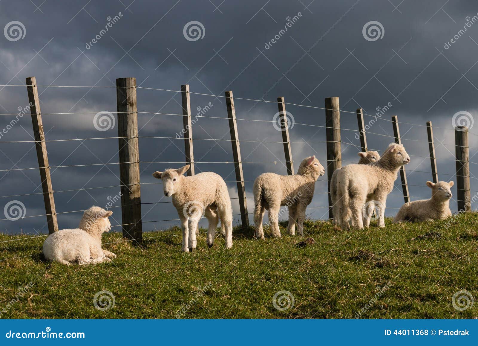 Lambs resting at fence stock photo. Image of farming 44011368