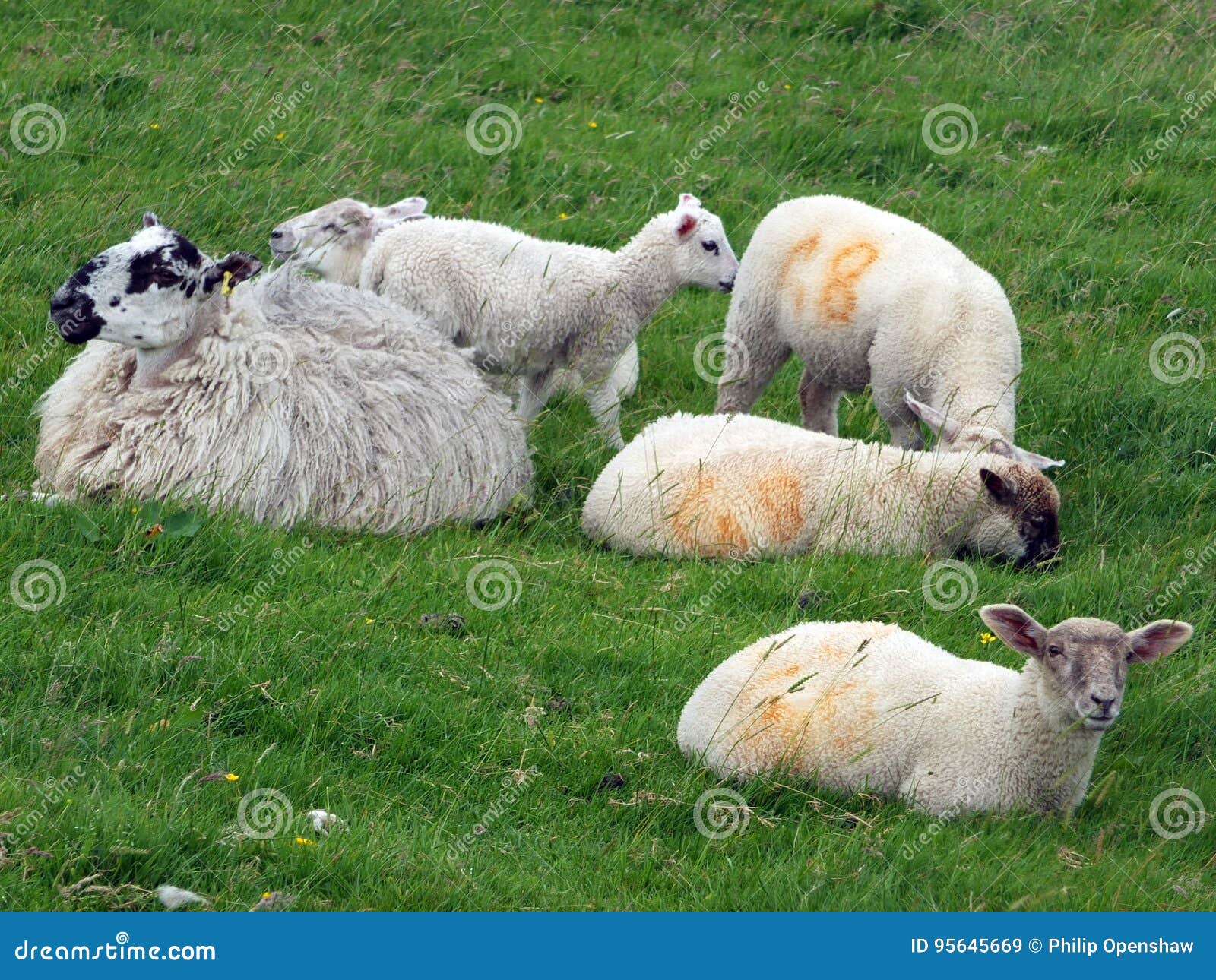 Lambs and Sheep Grazing in a Field Stock Image Image of britain
