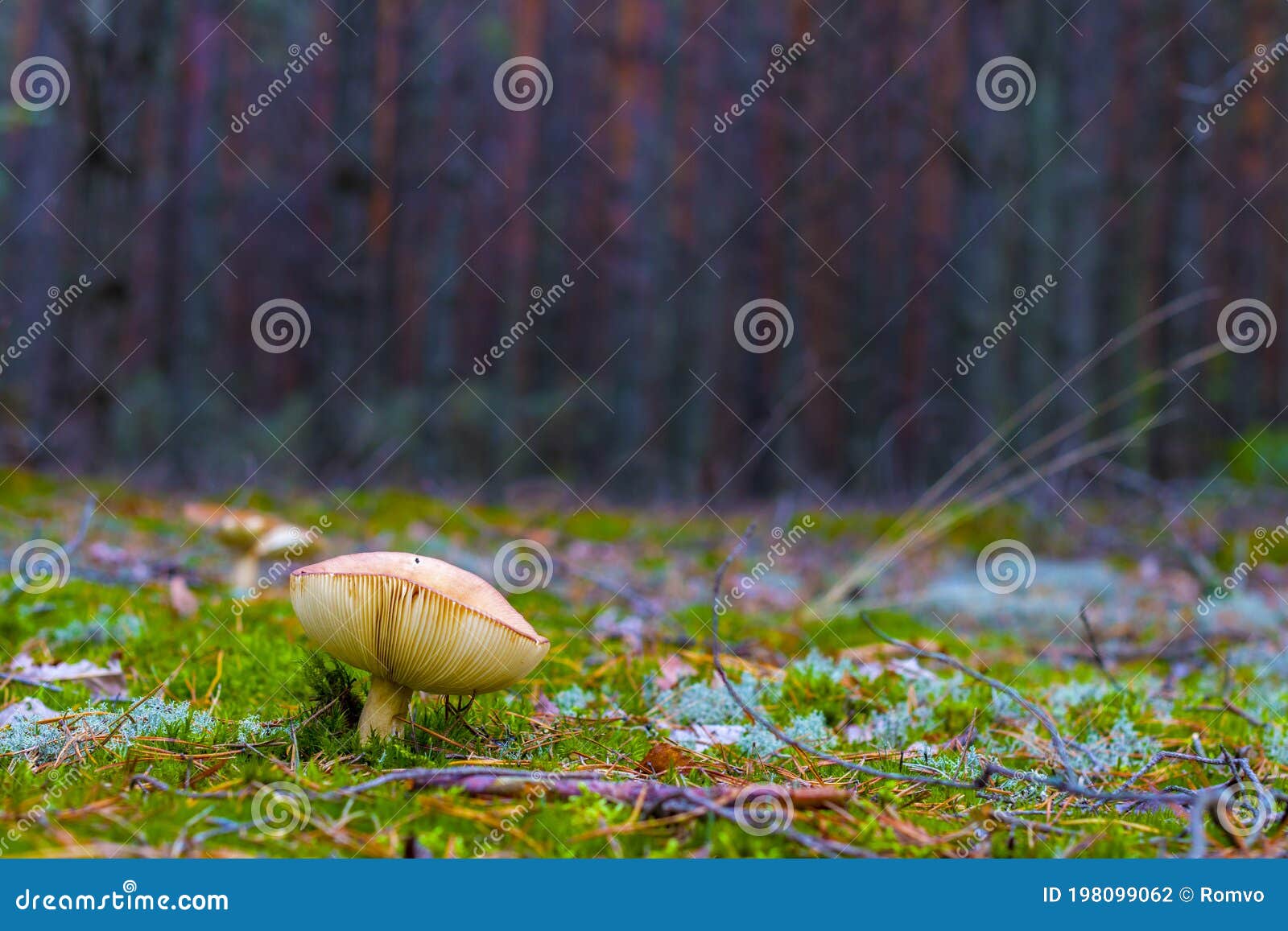 lamellar mushroom grows in forest