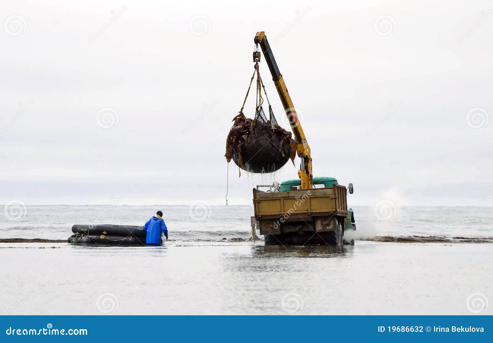 Laminaria van de lading stock foto. Image of boot, oceaan - 19686632