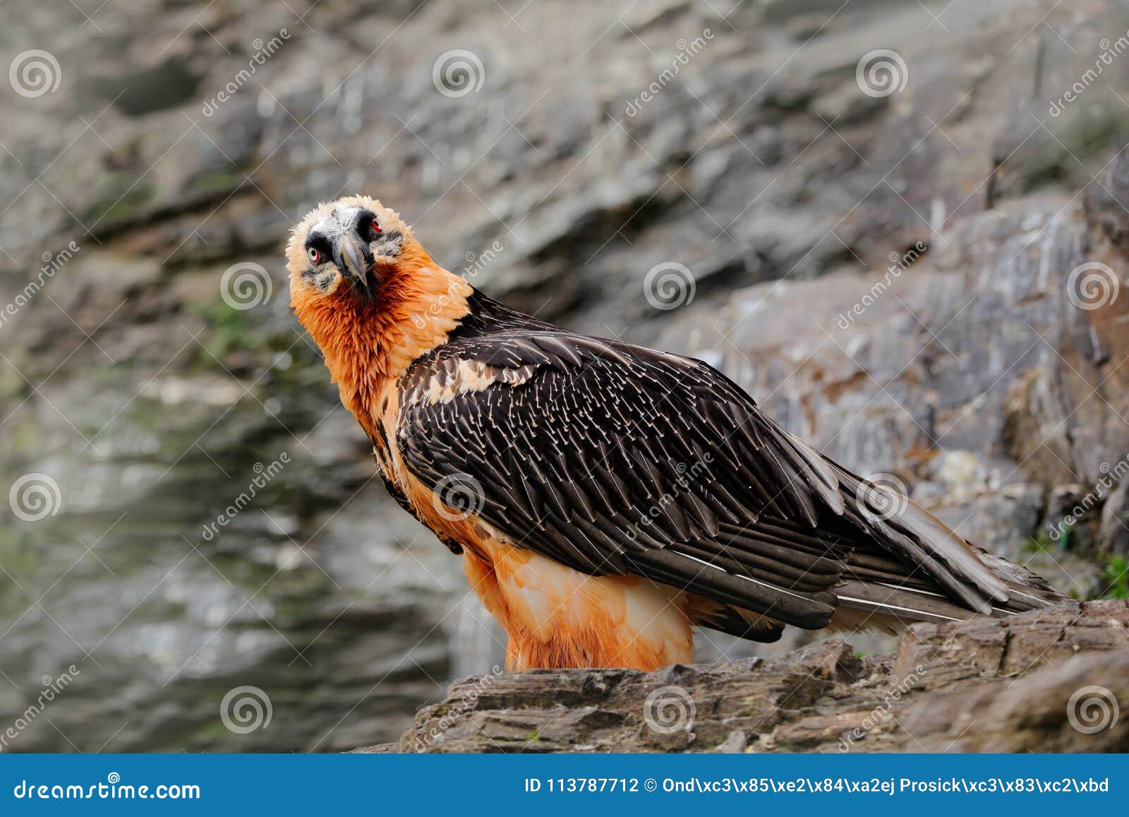 Ts Bird Mountain