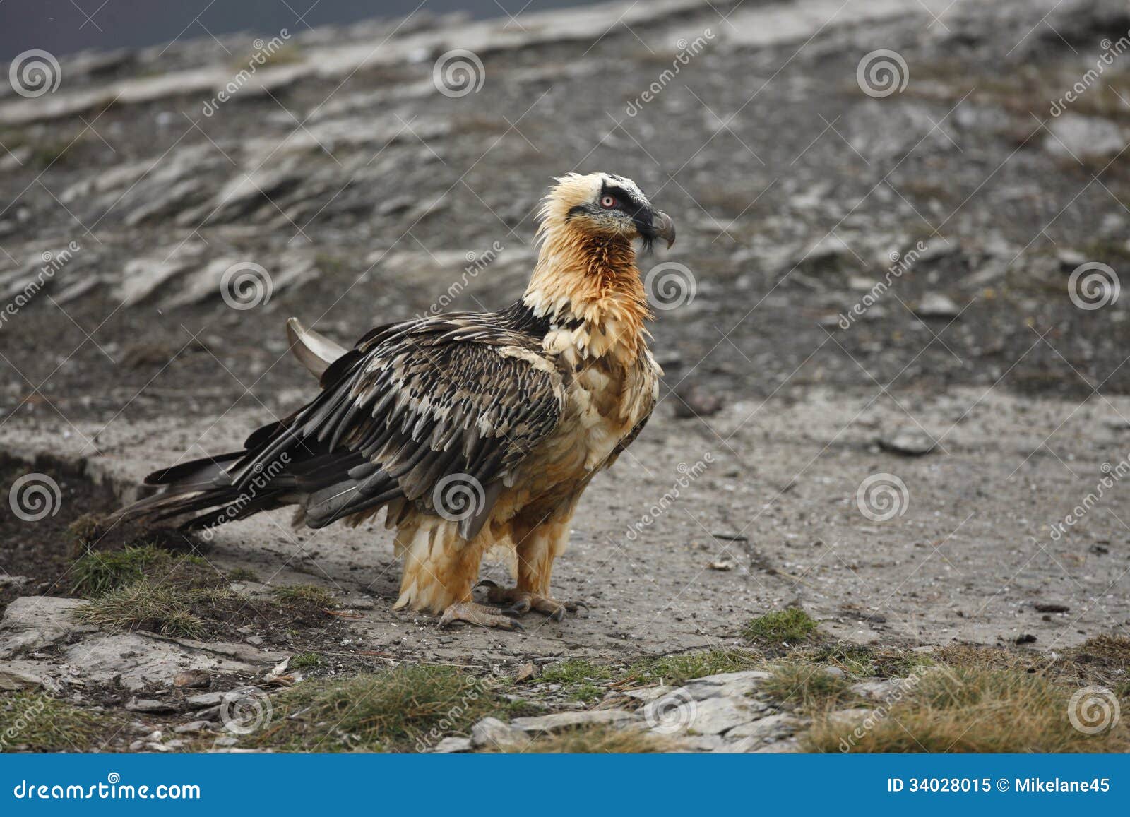 Lammergeier или lammergeyer или бородатый хищник, barbatus Gypaetus, на подавая станции, Испания, зима