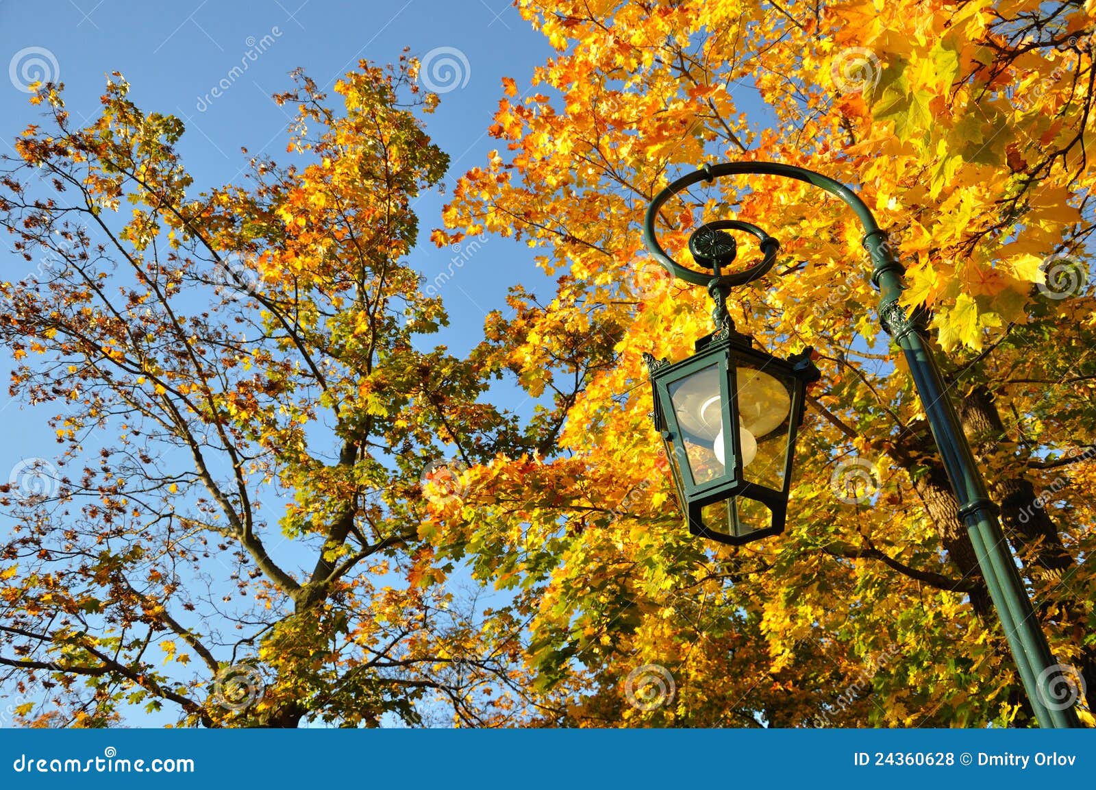 lamp stand, yellow maple forest with blue sky