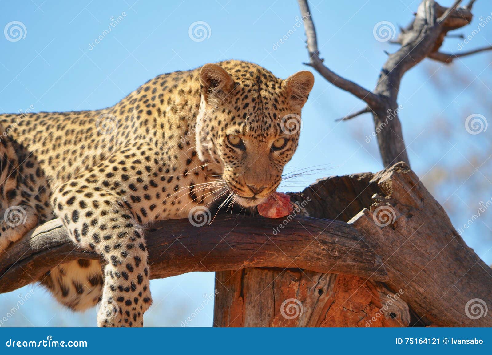 Lampart je surowego mięso w drzewie w Okonjima gry rezerwie w Namibia Afryka Okonjima jest przyrody rezerwą który rehabilitują Afrykańskich carnivores ratunek i